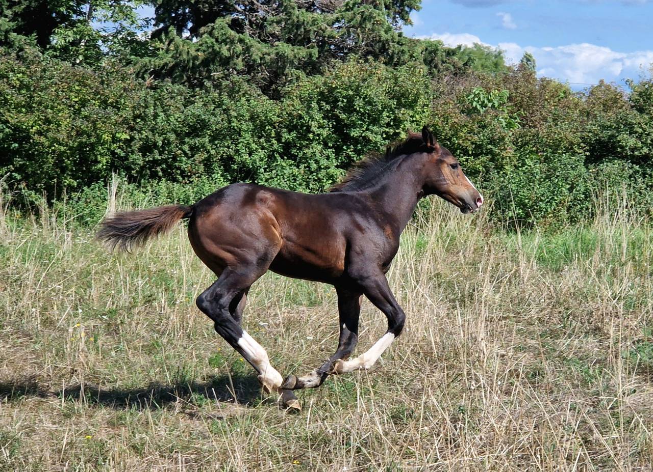 Filly Selle Français For sale 2025 Dark Bay