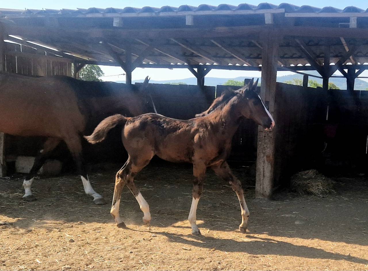 Filly Selle Français For sale 2025 Dark Bay