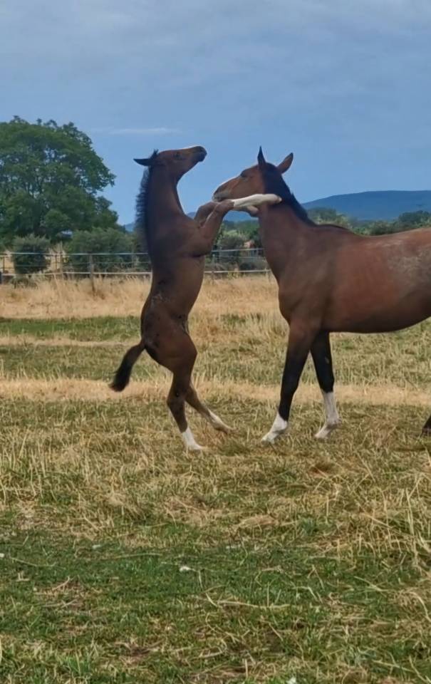 Filly Selle Français For sale 2025 Dark Bay