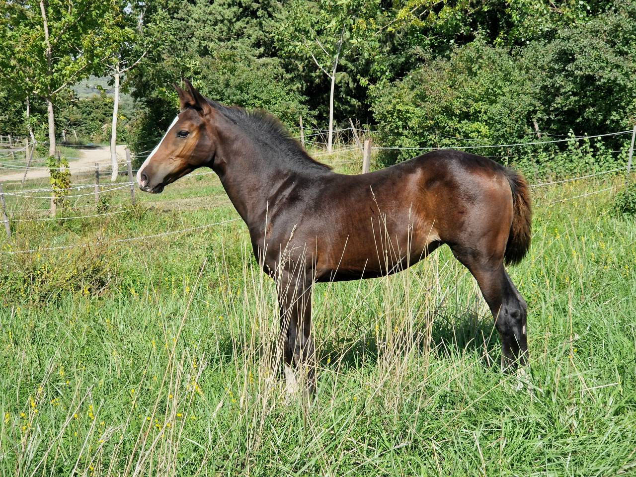 Filly Selle Français For sale 2025 Dark Bay