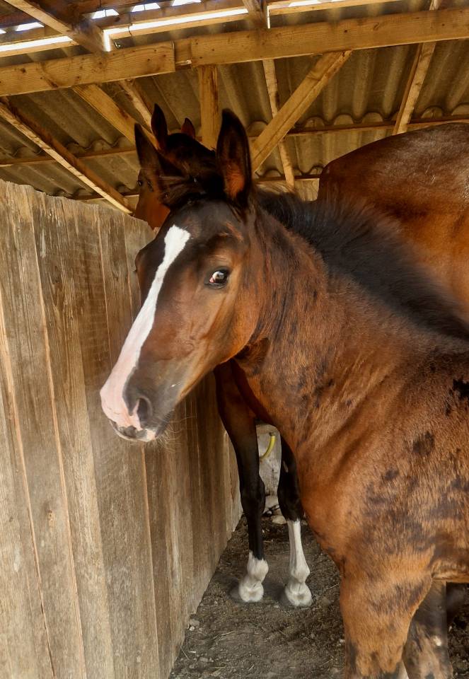 Filly Selle Français For sale 2025 Dark Bay