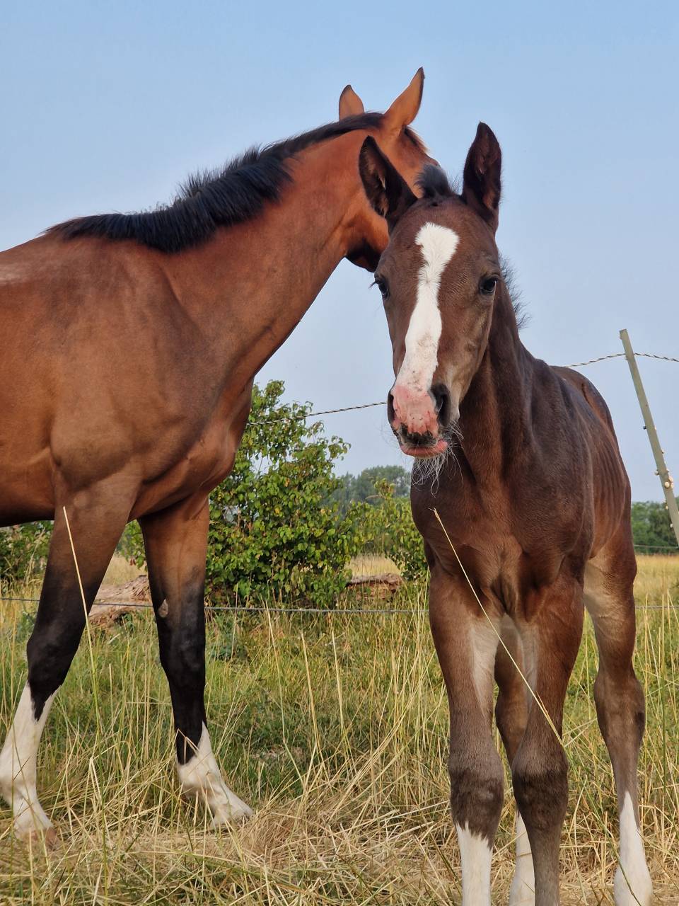 Filly Selle Français For sale 2025 Dark Bay