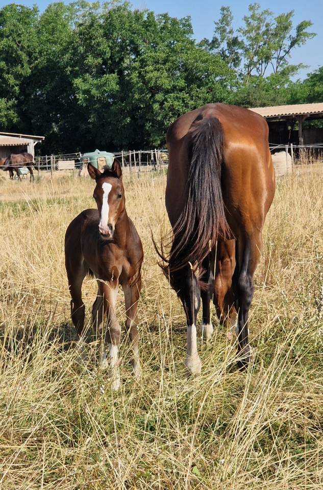 Filly Selle Français For sale 2025 Dark Bay