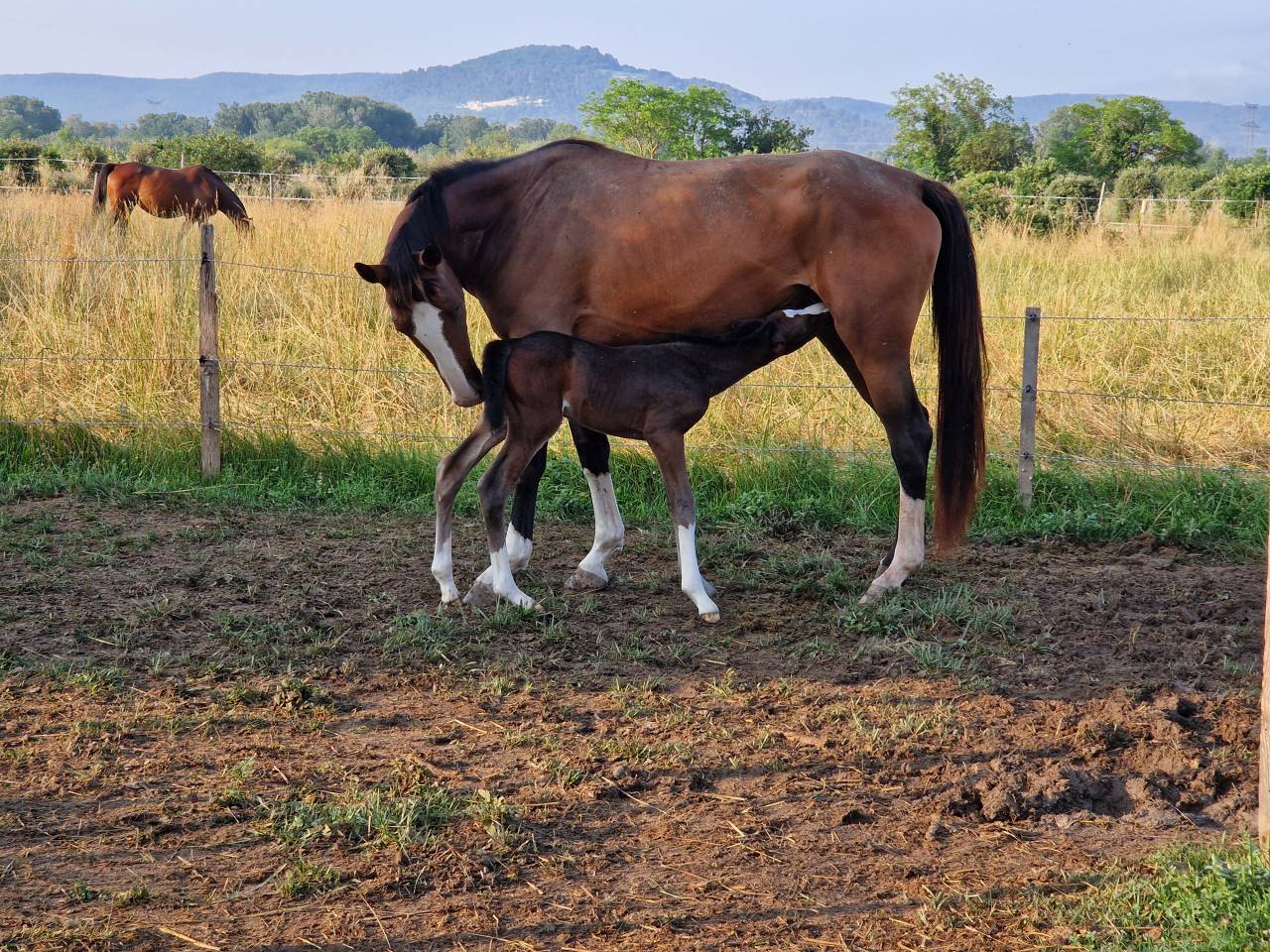 Filly Selle Français For sale 2025 Dark Bay