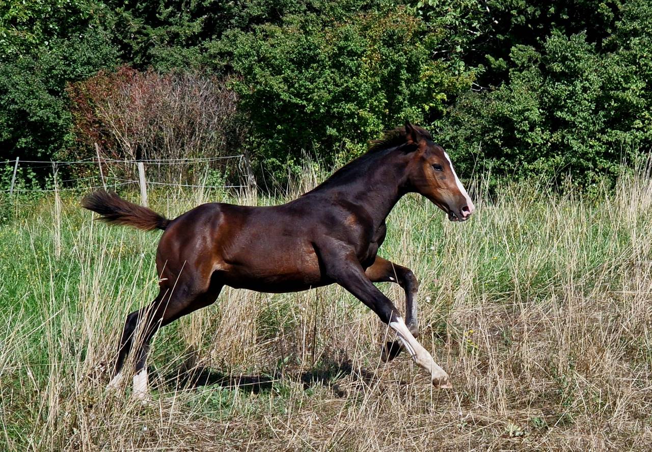 Filly Selle Français For sale 2025 Dark Bay