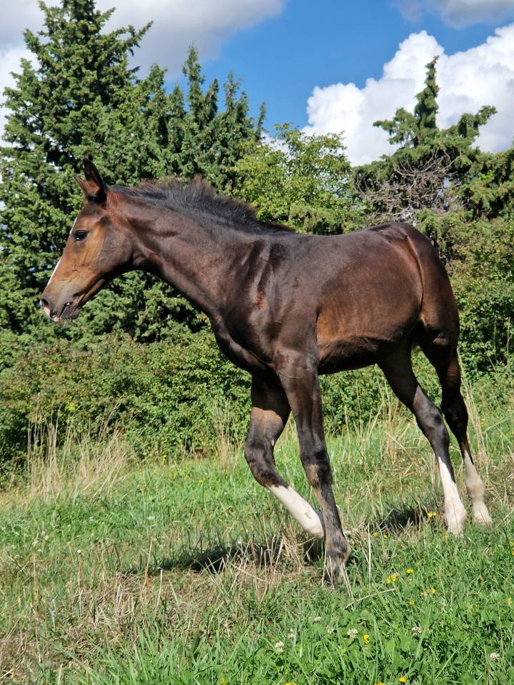 Filly Selle Français For sale 2025 Dark Bay