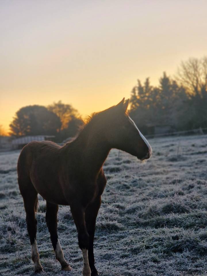 Filly Selle Fran&ccedil;ais For sale 2025 Dark Bay