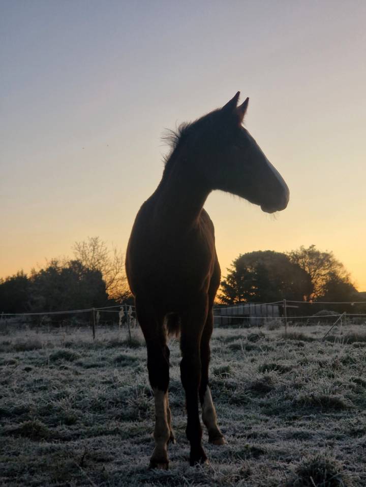 Filly Selle Fran&ccedil;ais For sale 2025 Dark Bay