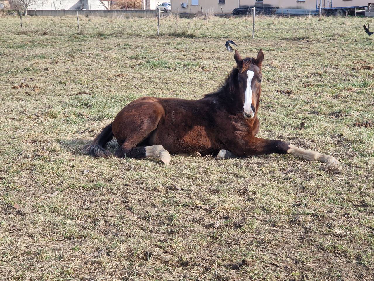 Filly Selle Fran&ccedil;ais For sale 2025 Dark Bay