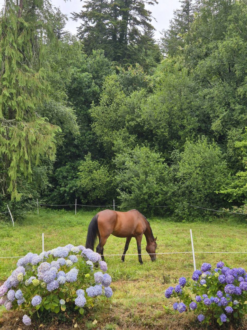 Gelding Wielkopolski  For sale 2014 Bay
