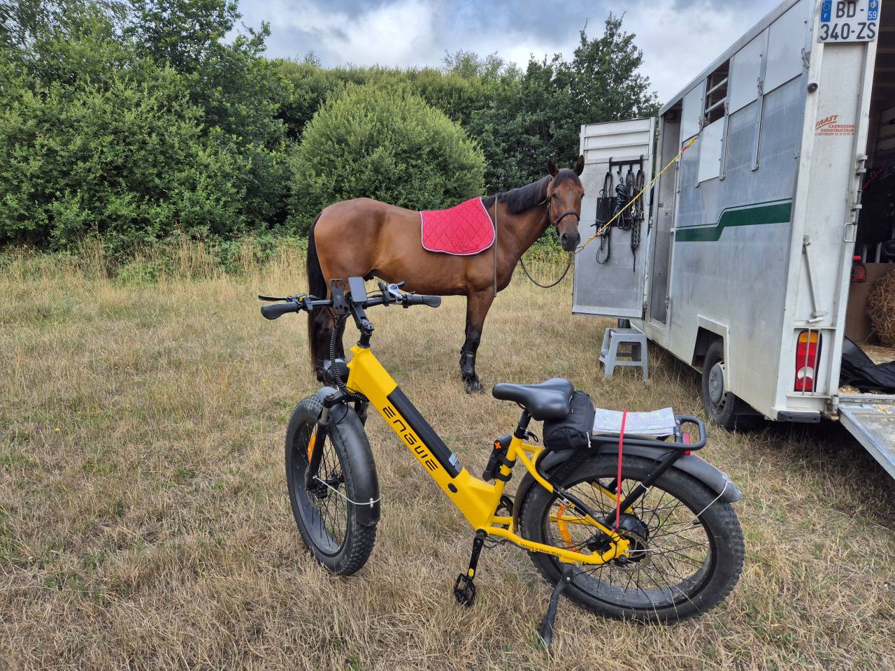 Gelding Wielkopolski  For sale 2014 Bay