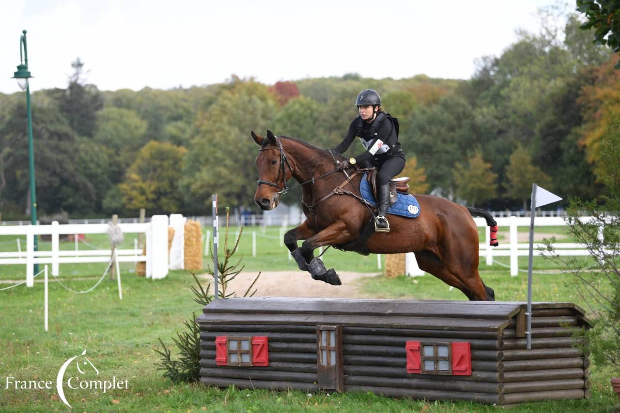Gelding Wielkopolski  For sale 2014 Bay