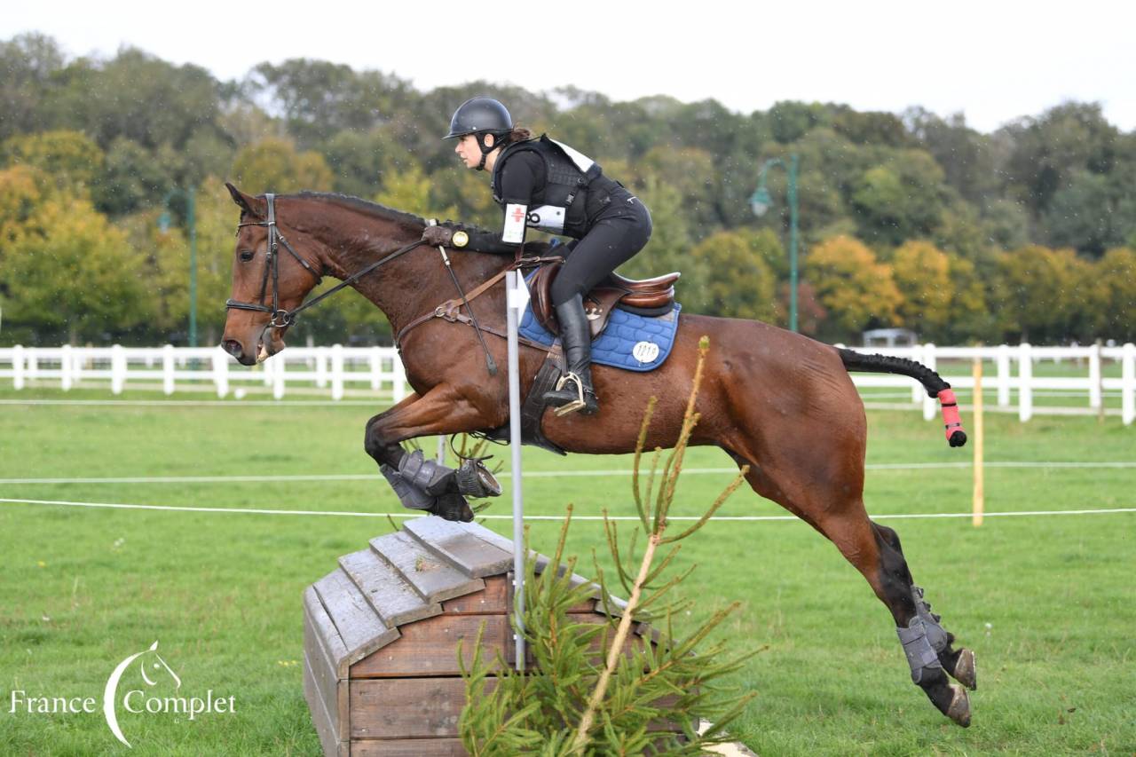 Gelding Wielkopolski  For sale 2014 Bay