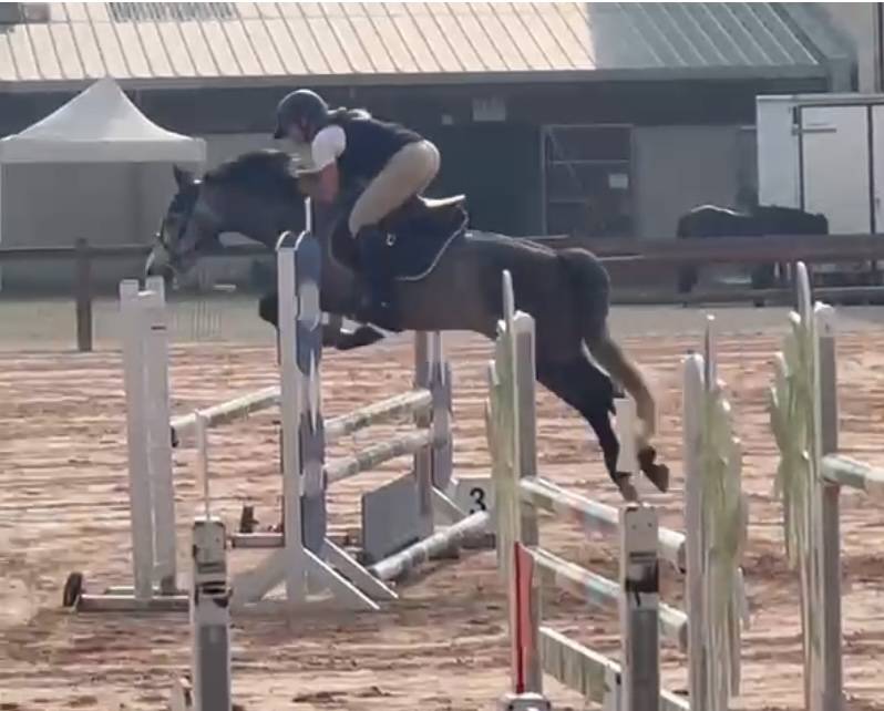 Gelding Connemara For sale 2020 Grey