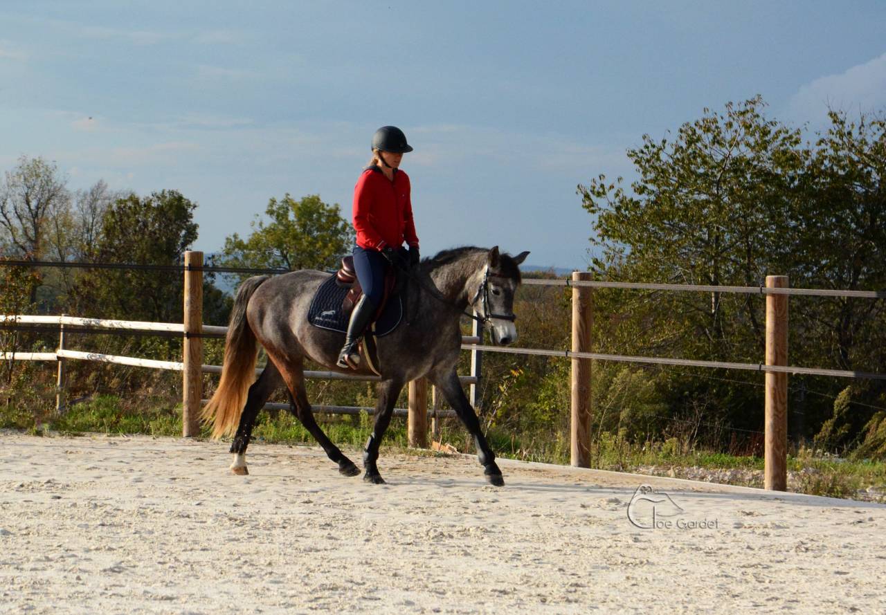 Gelding Connemara For sale 2020 Grey