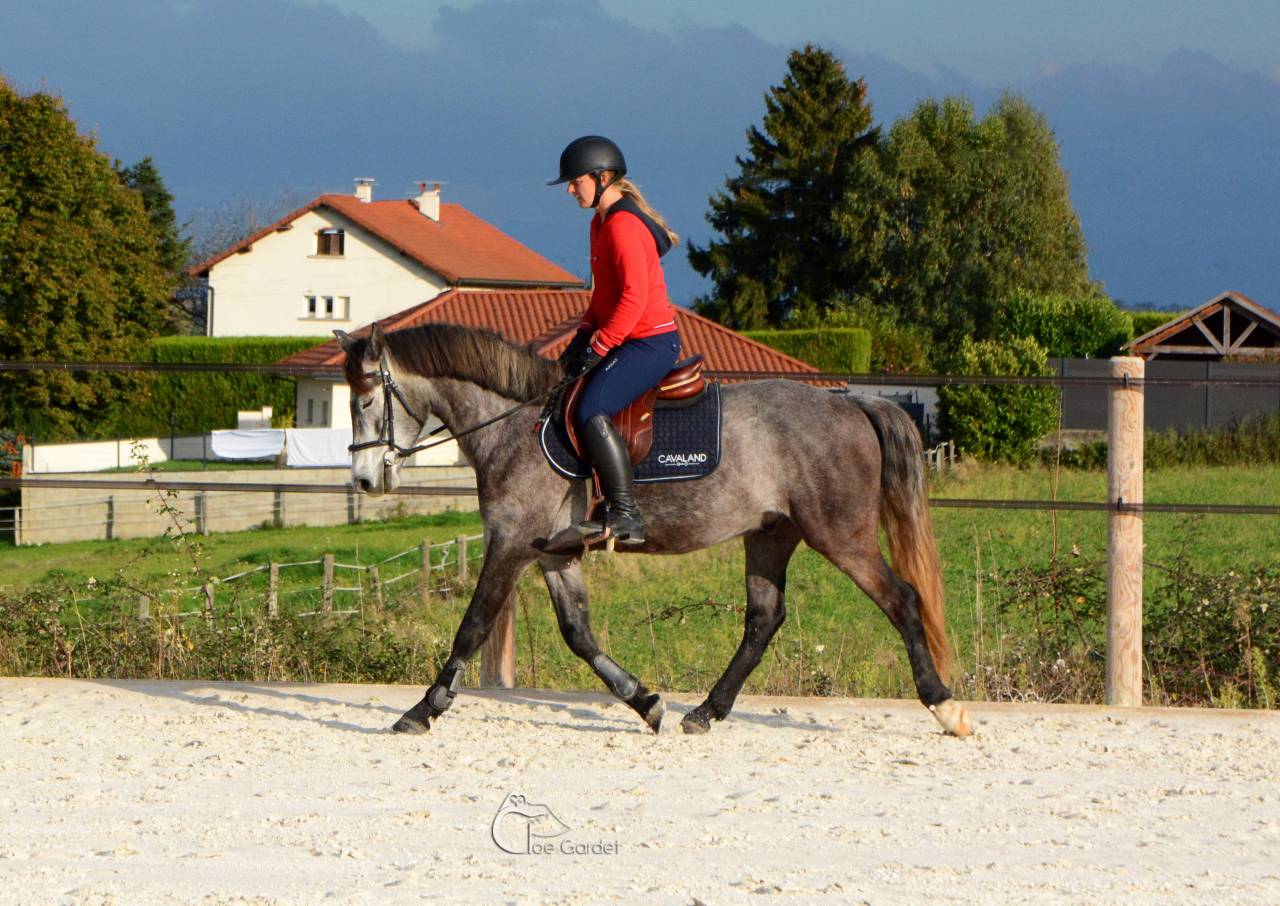 Gelding Connemara For sale 2020 Grey