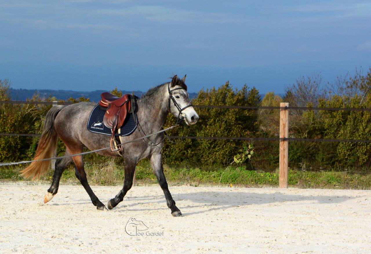 Gelding Connemara For sale 2020 Grey