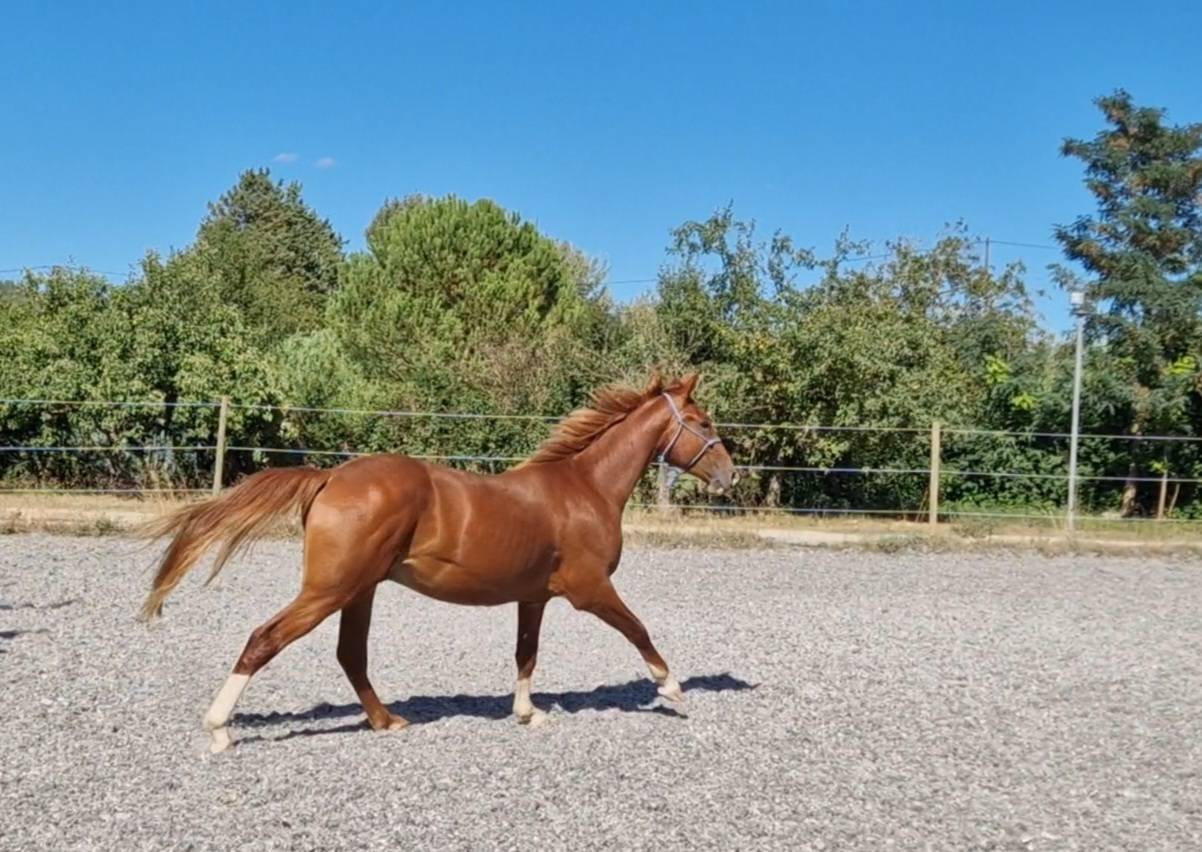 Gelding Selle Français For sale 2023 Silver dapple