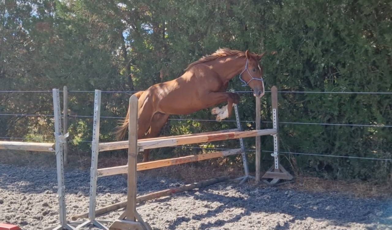 Gelding Selle Français For sale 2023 Silver dapple