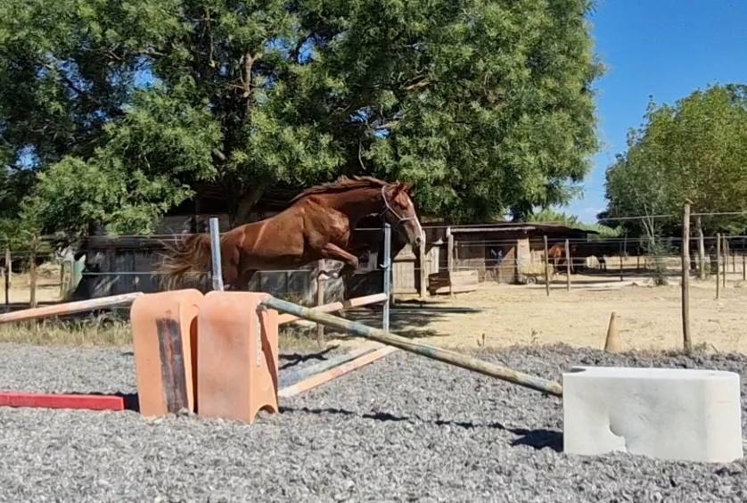 Gelding Selle Français For sale 2023 Silver dapple