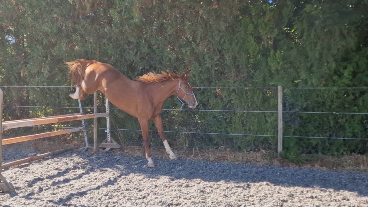 Gelding Selle Français For sale 2023 Silver dapple