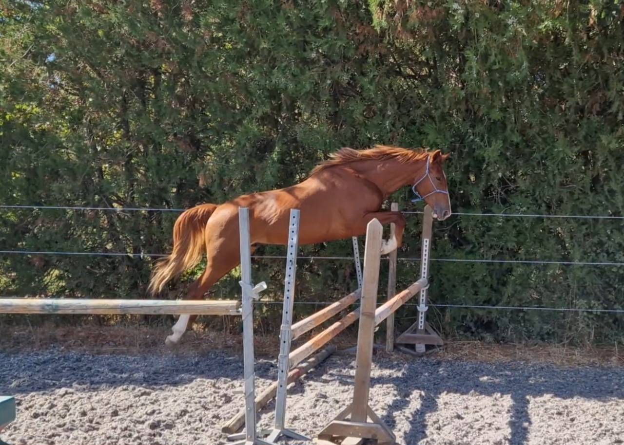 Gelding Selle Français For sale 2023 Silver dapple