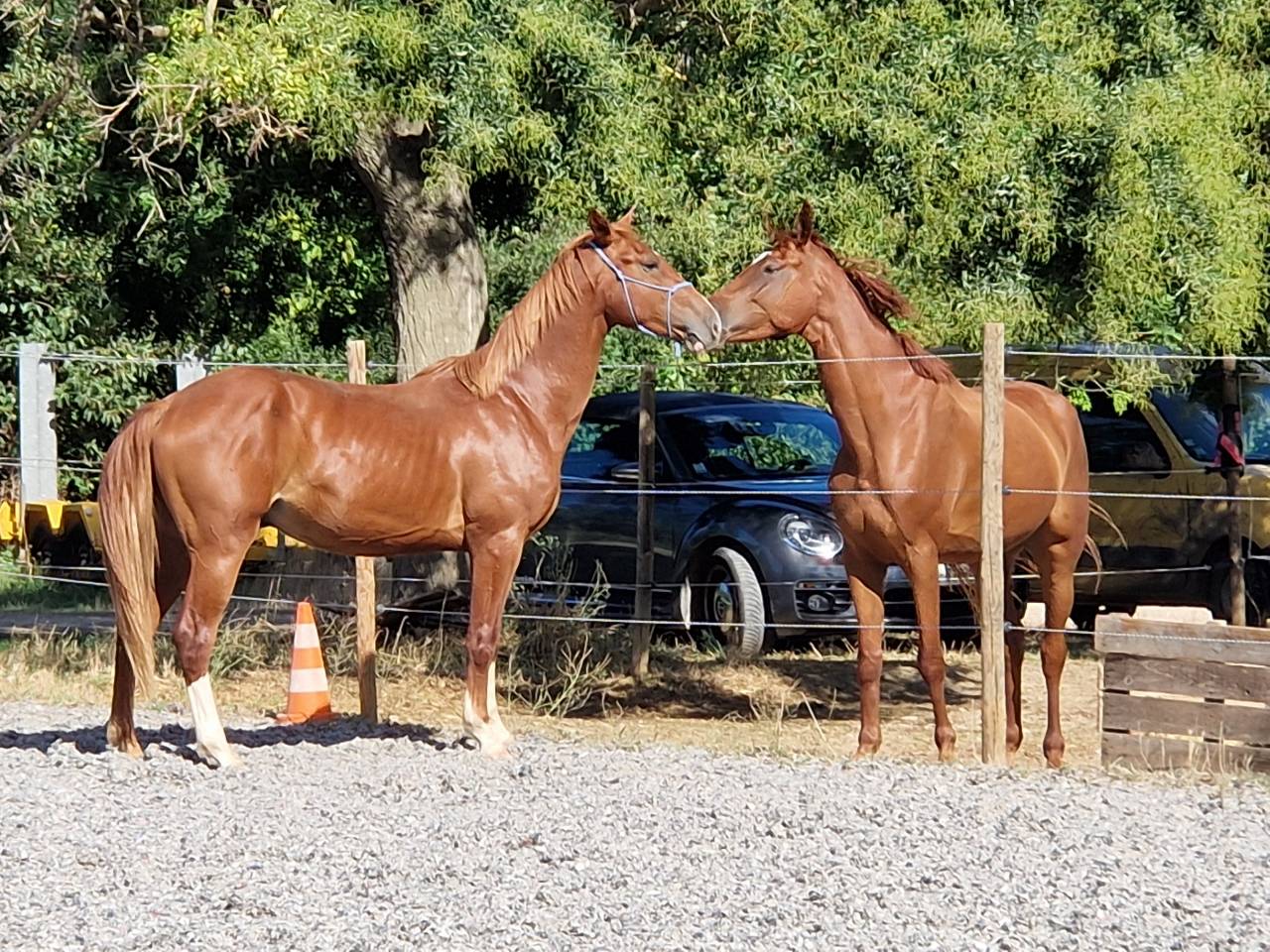 Gelding Selle Français For sale 2023 Silver dapple