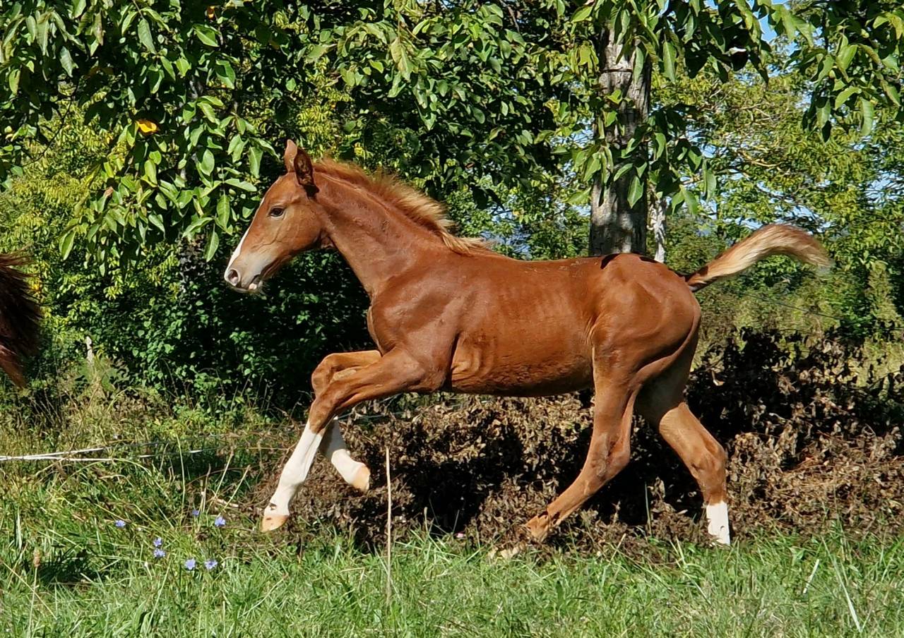 Gelding Selle Français For sale 2023 Silver dapple