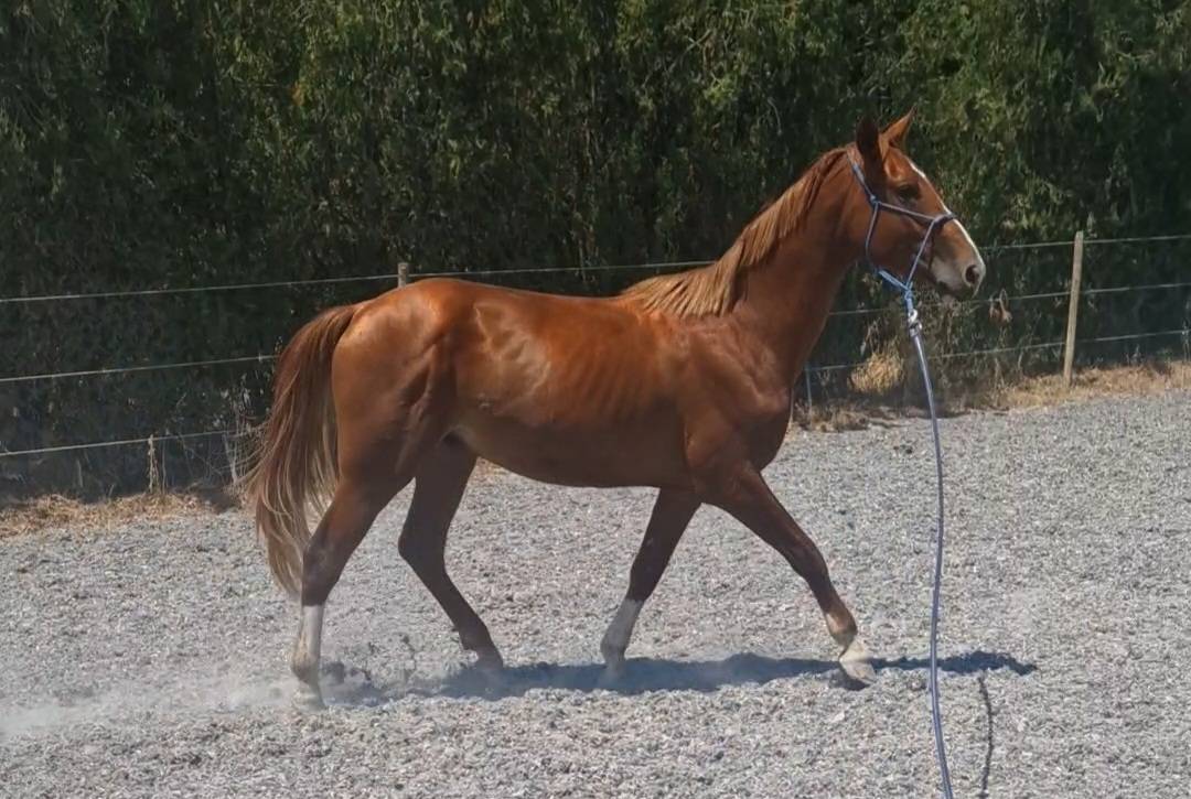 Gelding Selle Français For sale 2023 Silver dapple