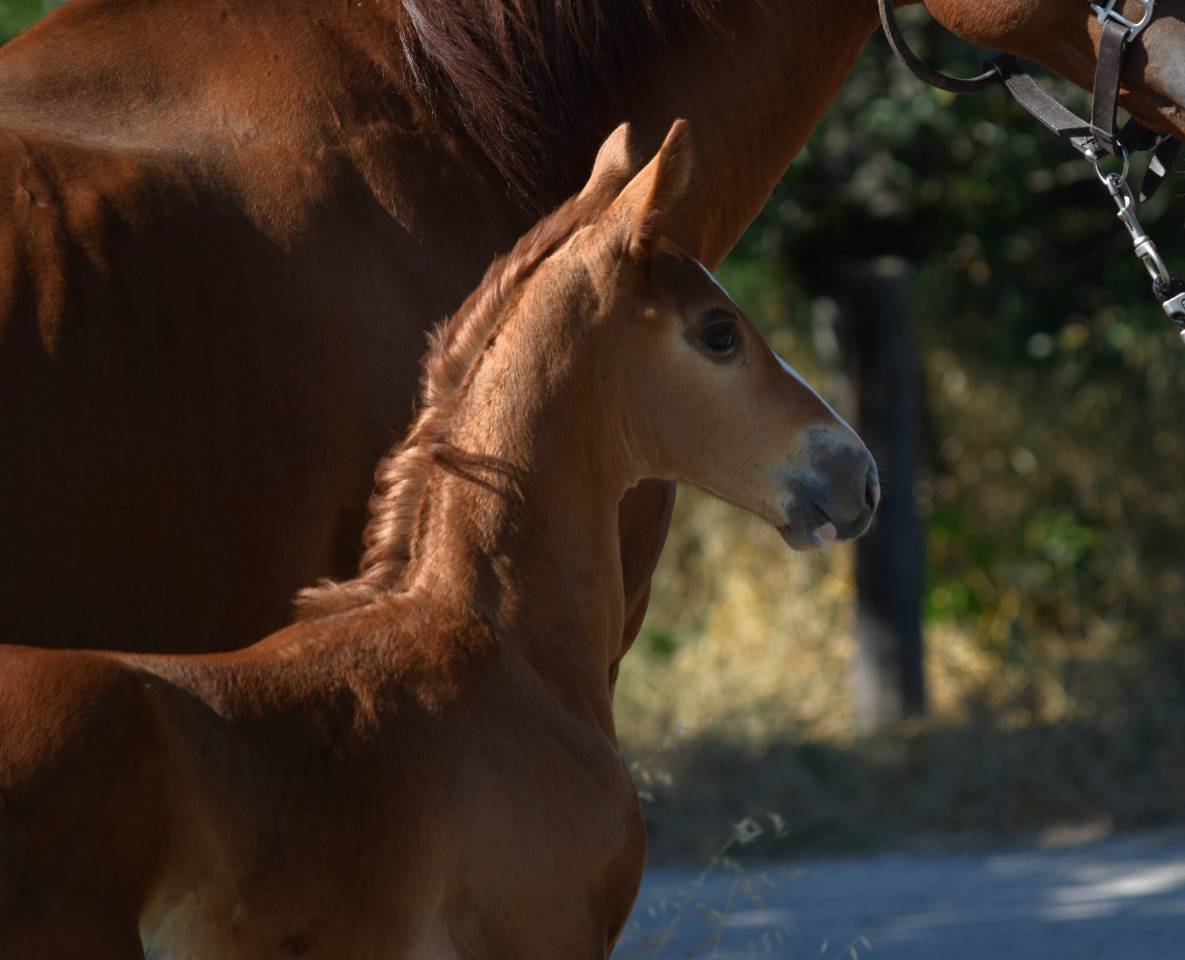 Gelding Selle Français For sale 2023 Silver dapple