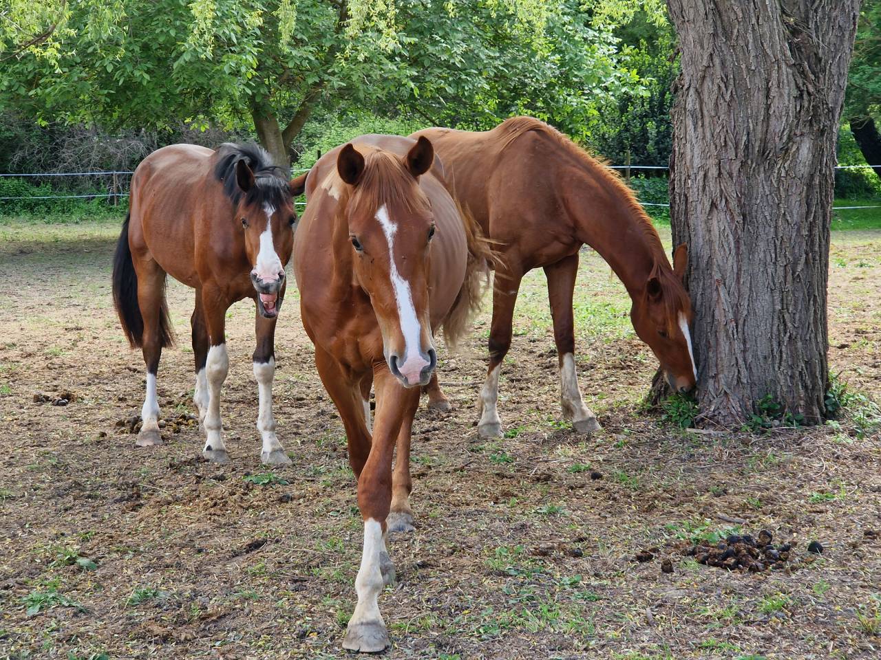 Gelding Selle Français For sale 2023 Silver dapple