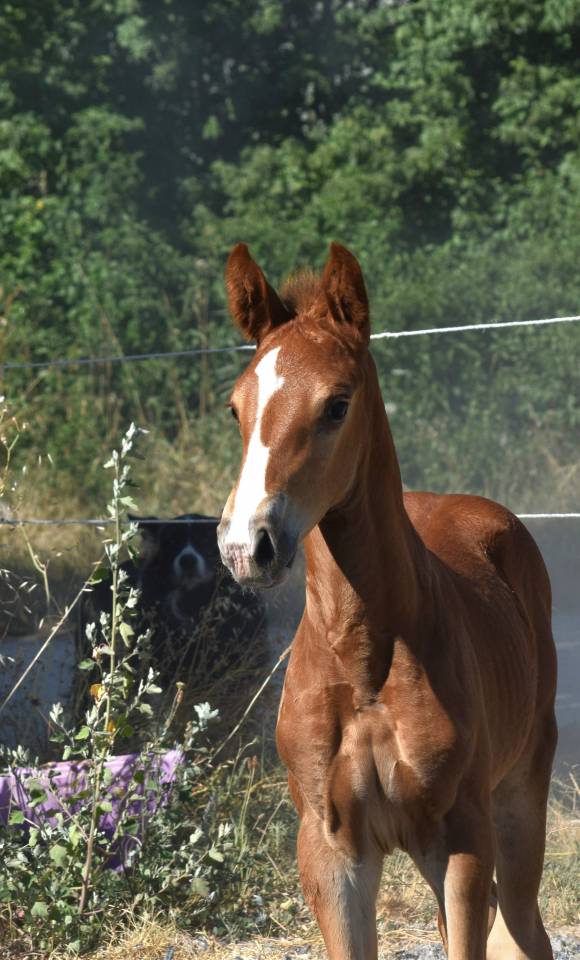 Gelding Selle Français For sale 2023 Silver dapple