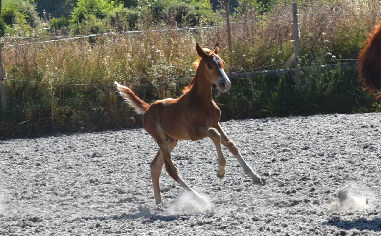 Gelding Selle Français For sale 2023 Silver dapple