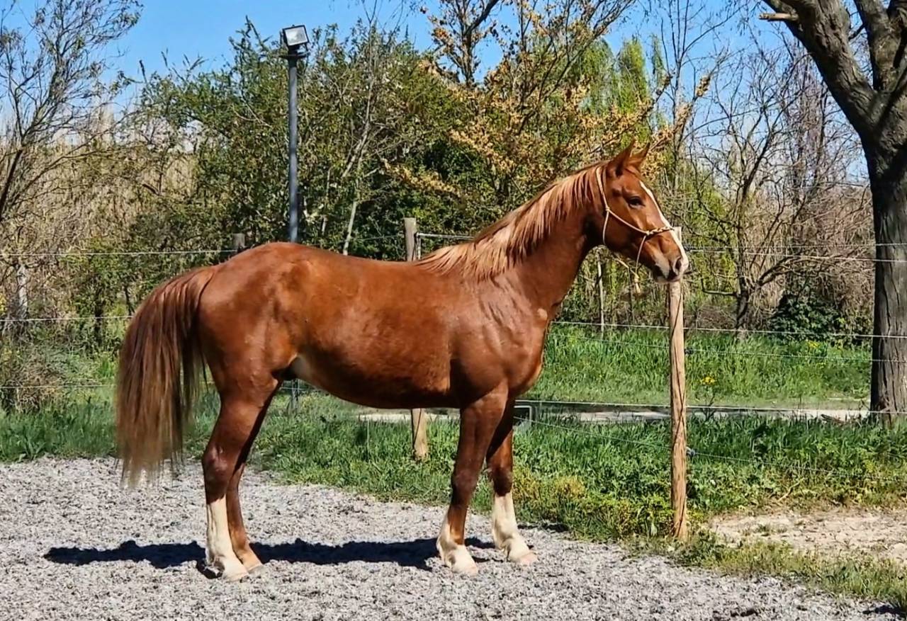 Gelding Selle Fran&ccedil;ais For sale 2023 Silver dapple