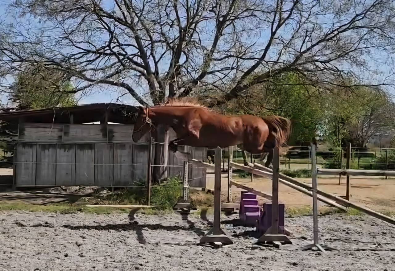 Gelding Selle Fran&ccedil;ais For sale 2023 Silver dapple