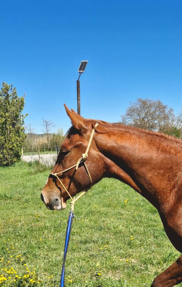 Gelding Selle Fran&ccedil;ais For sale 2023 Silver dapple