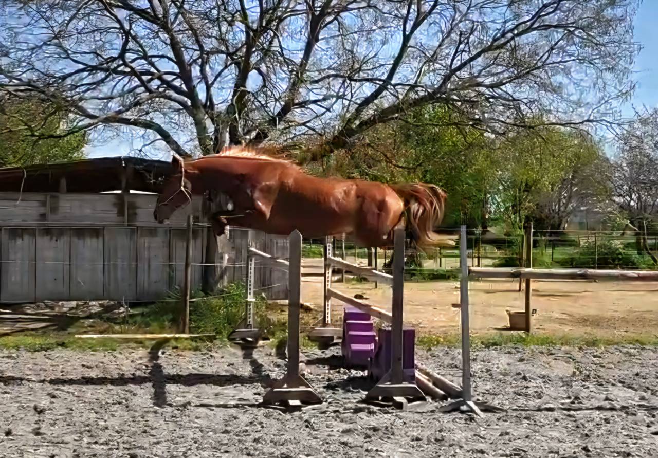 Gelding Selle Fran&ccedil;ais For sale 2023 Silver dapple