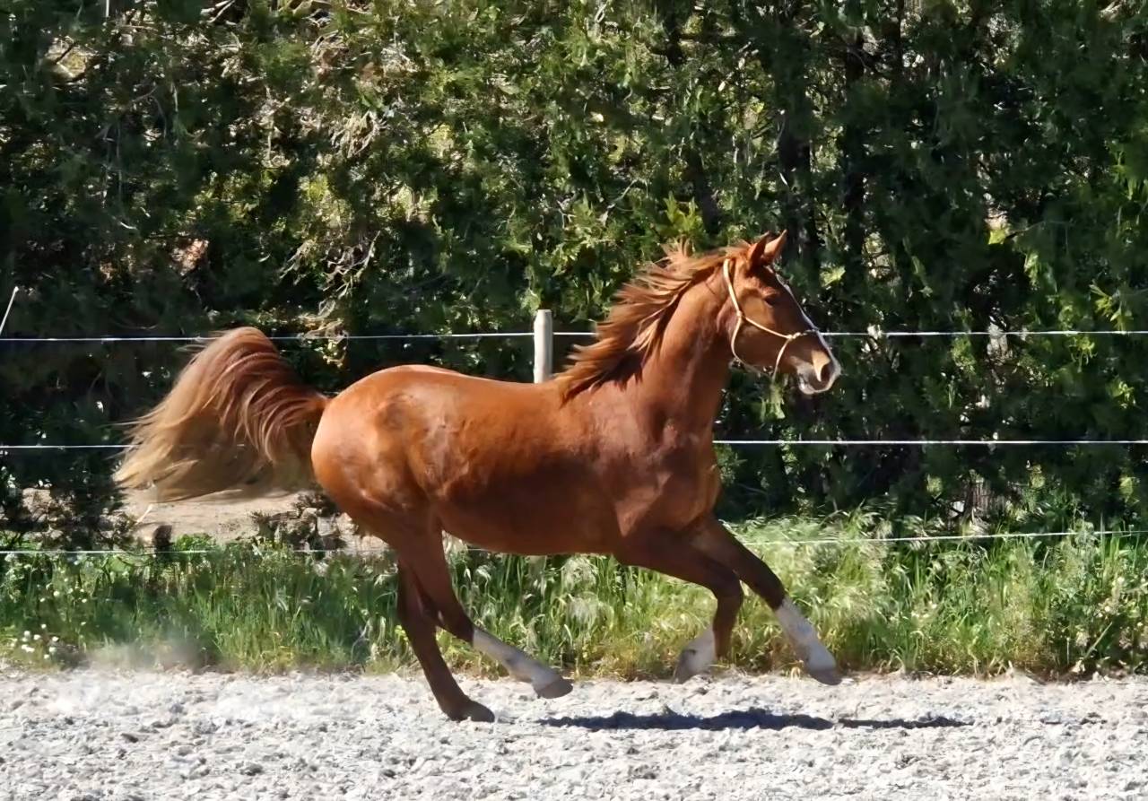 Gelding Selle Fran&ccedil;ais For sale 2023 Silver dapple