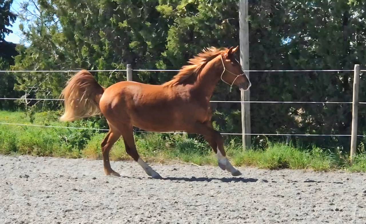 Gelding Selle Fran&ccedil;ais For sale 2023 Silver dapple