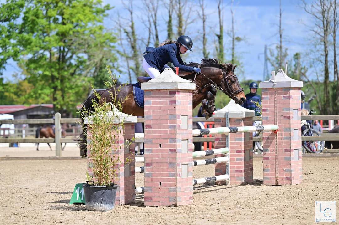 Gelding Connemara For loan 2009 Bay