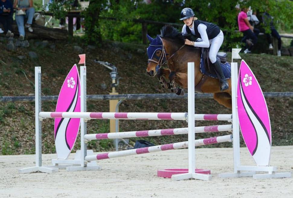 Gelding Connemara For loan 2009 Bay