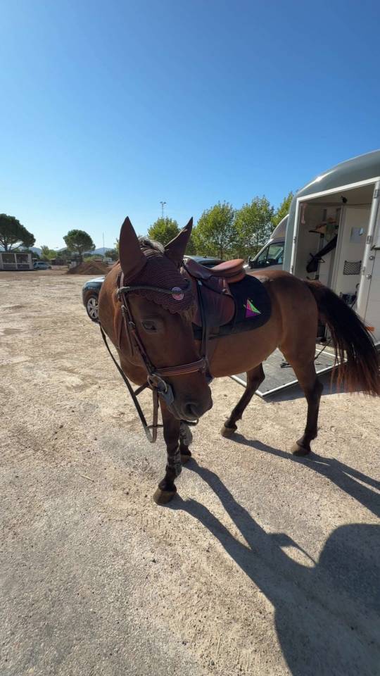 Gelding Connemara For loan 2009 Bay