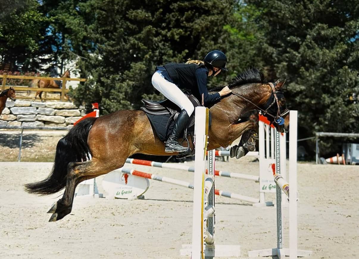 Gelding Connemara For loan 2009 Bay