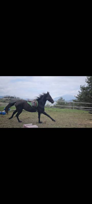 Stallion Akhal Teke For sale 2021 Black