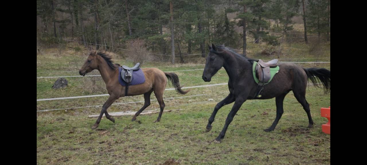 Stallion Akhal Teke For sale 2021 Black