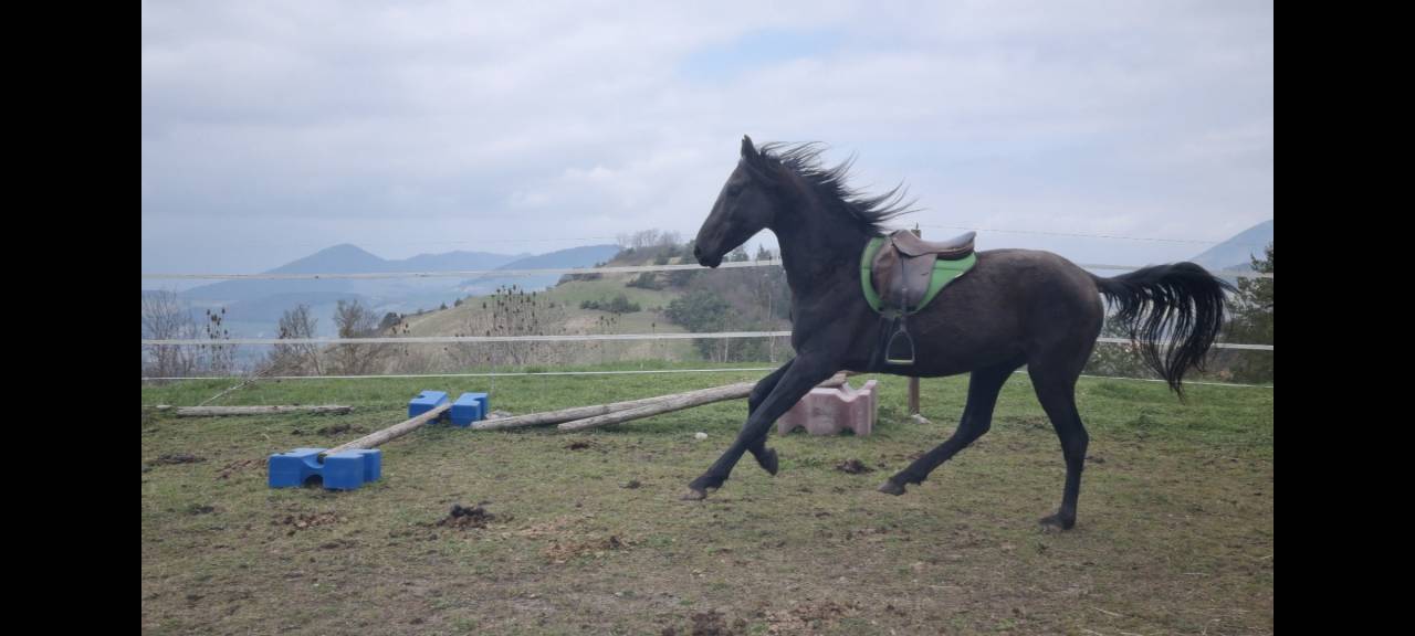 Stallion Akhal Teke For sale 2021 Black
