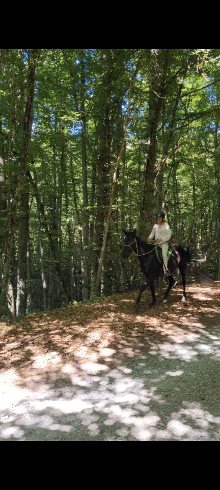 Stallion Akhal Teke For sale 2021 Black