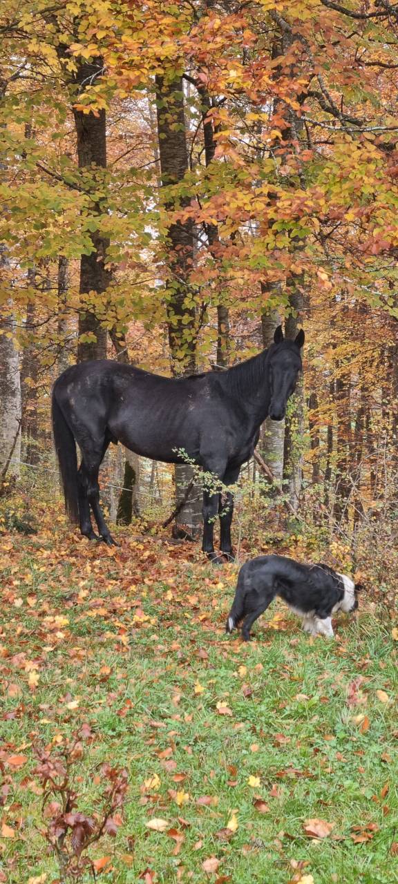 Stallion Akhal Teke For sale 2021 Black