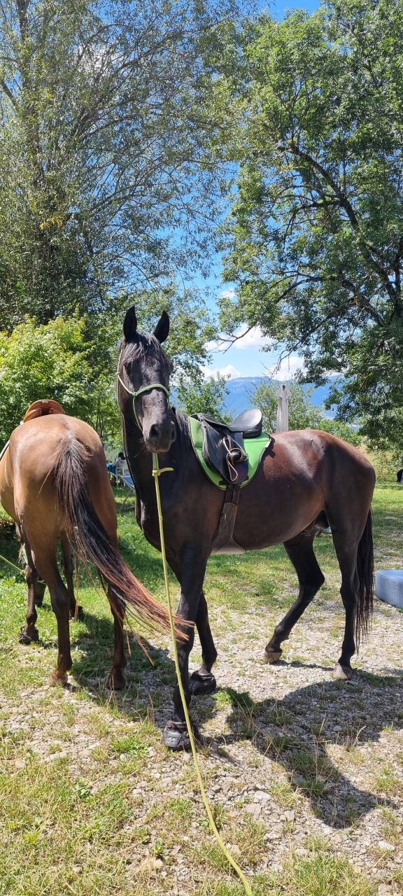 Stallion Akhal Teke For sale 2021 Black