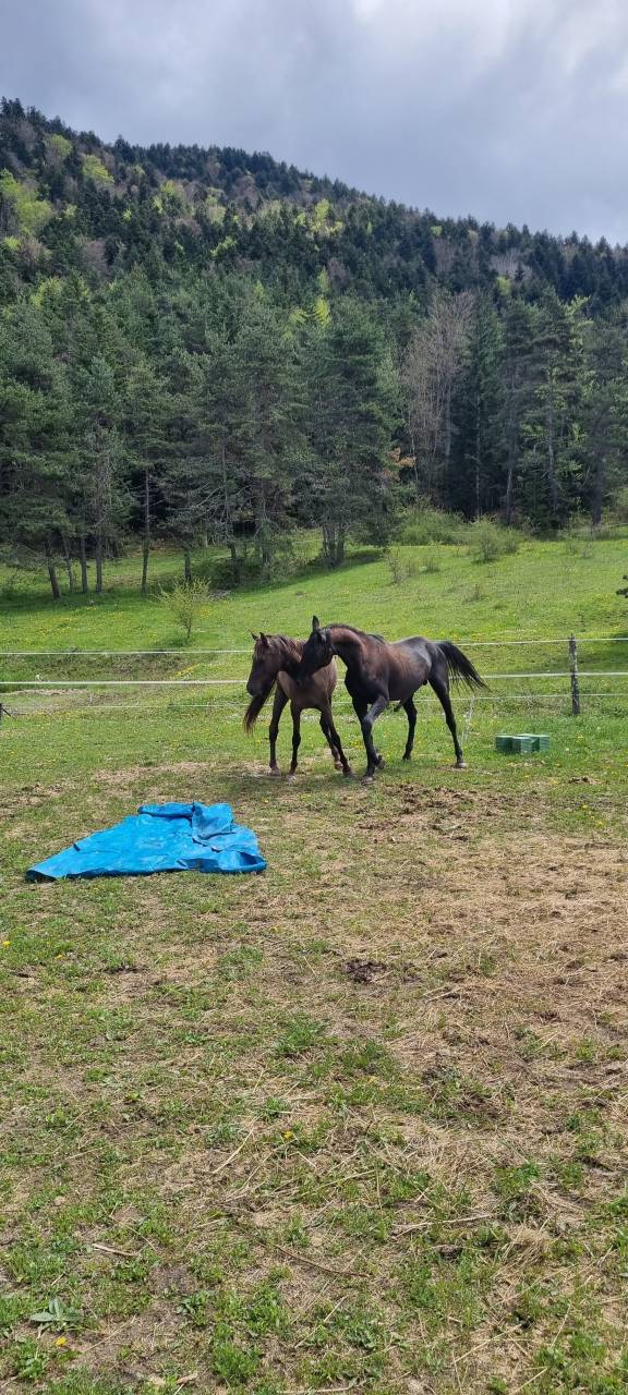 Stallion Akhal Teke For sale 2021 Black